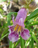 Image of desert willow