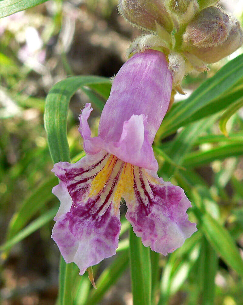 Image of desert willow