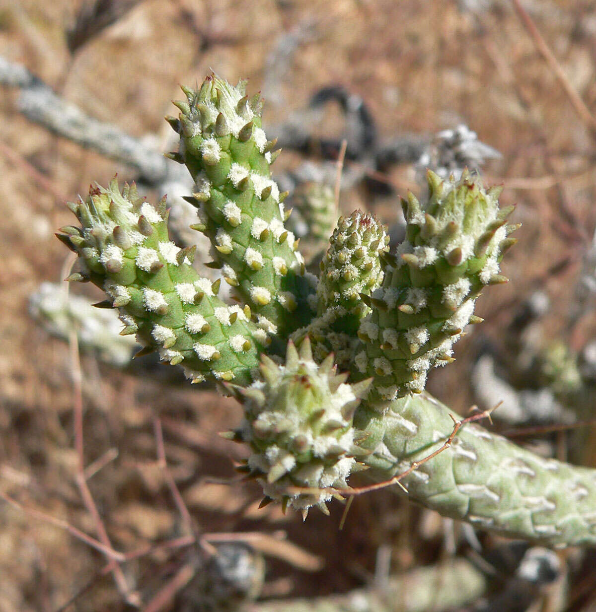 Image de Cylindropuntia ramosissima (Engelm.) F. M. Knuth