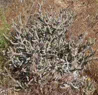 Image de Cylindropuntia ramosissima (Engelm.) F. M. Knuth