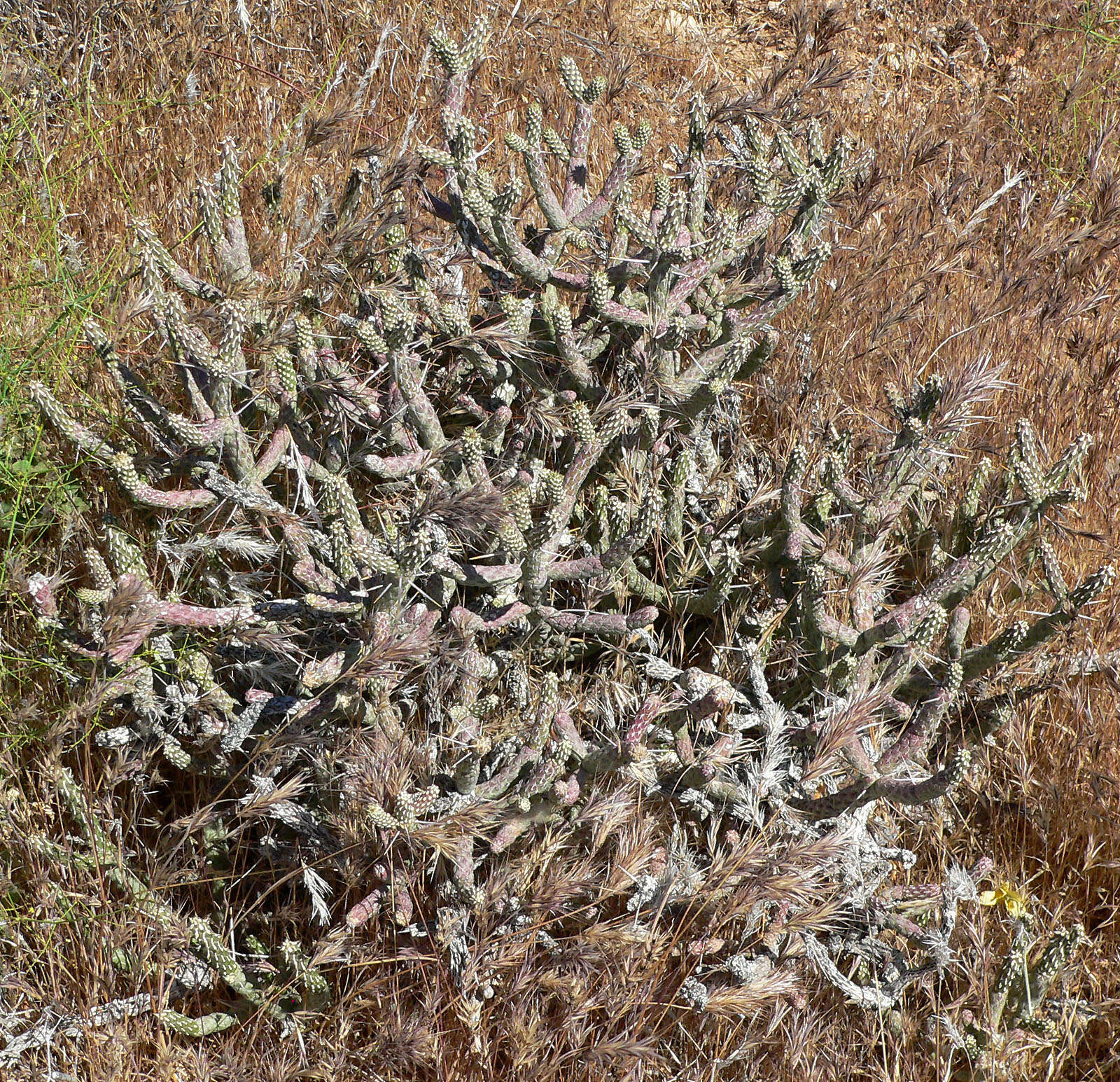 Image de Cylindropuntia ramosissima (Engelm.) F. M. Knuth