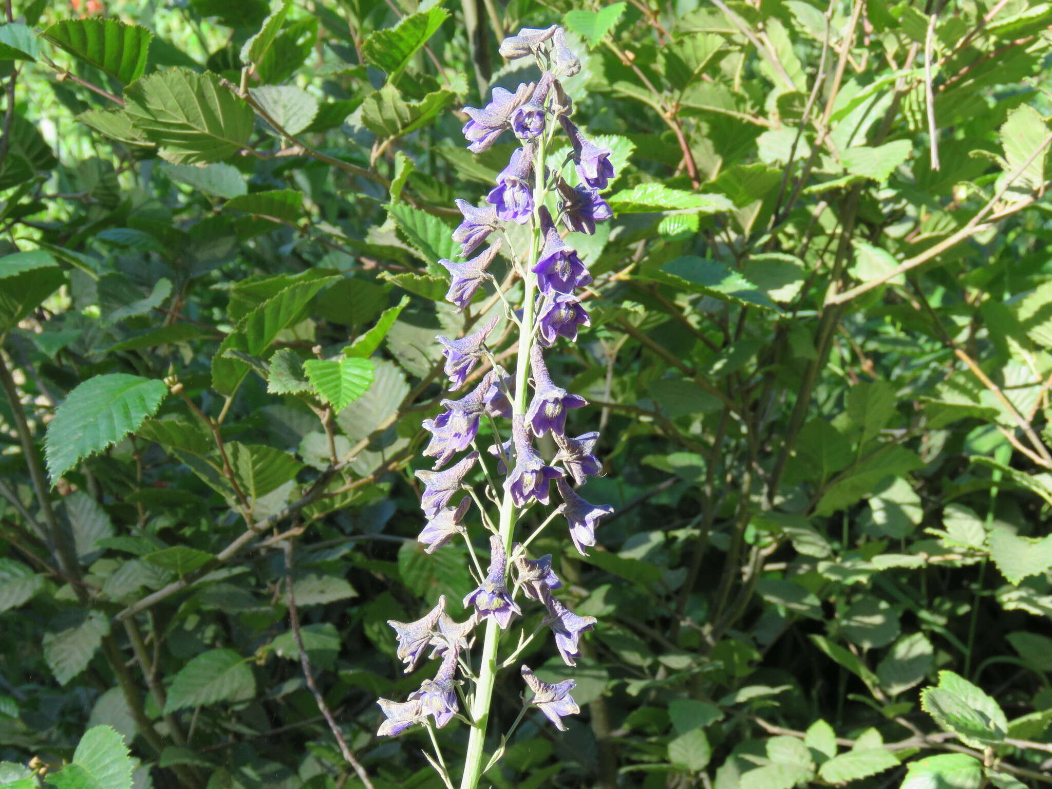 Sivun Delphinium glaucum S. Wats. kuva