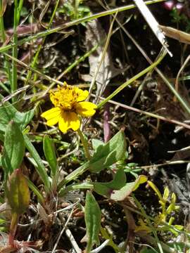 Image of Bidens anthemoides (DC.) Sherff