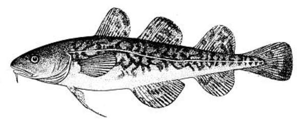 Image of Atlantic Tomcod