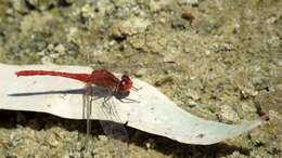 Image of Red Percher Dragonfly