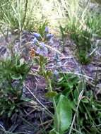 Image of Veronica officinalis var. officinalis