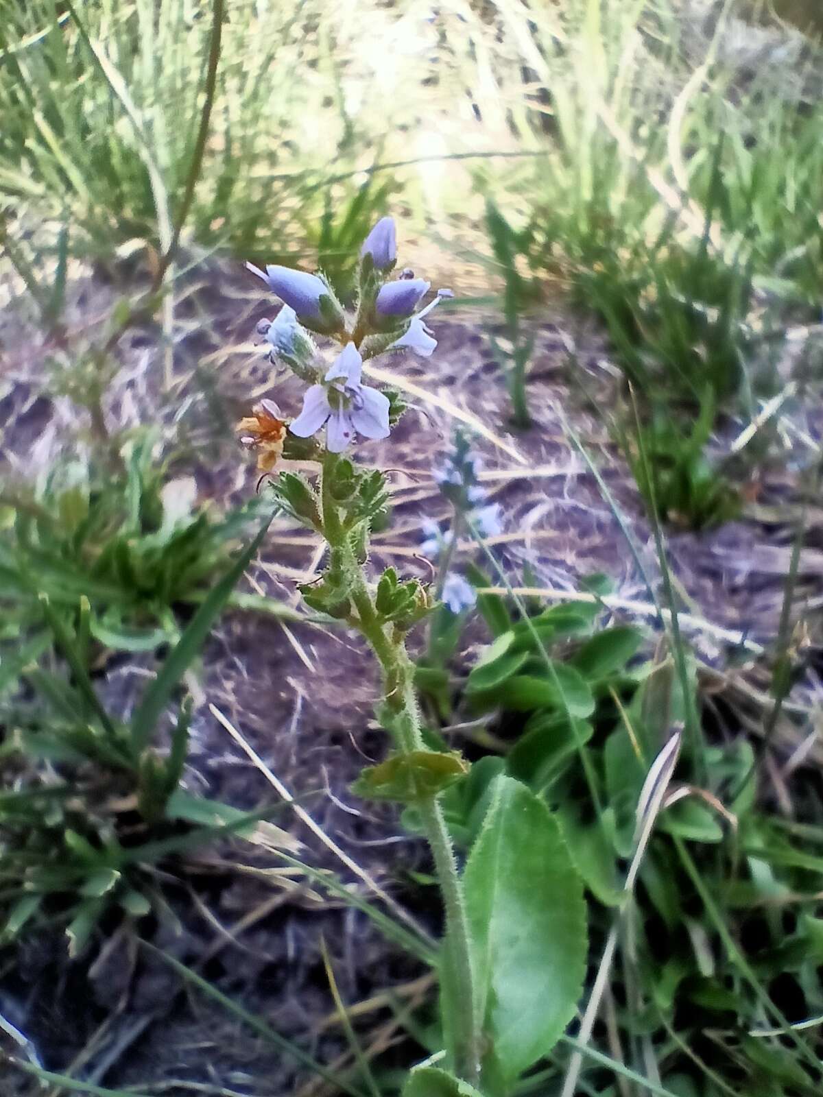 Imagem de Veronica officinalis var. officinalis