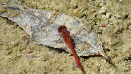 Image of Red Percher Dragonfly