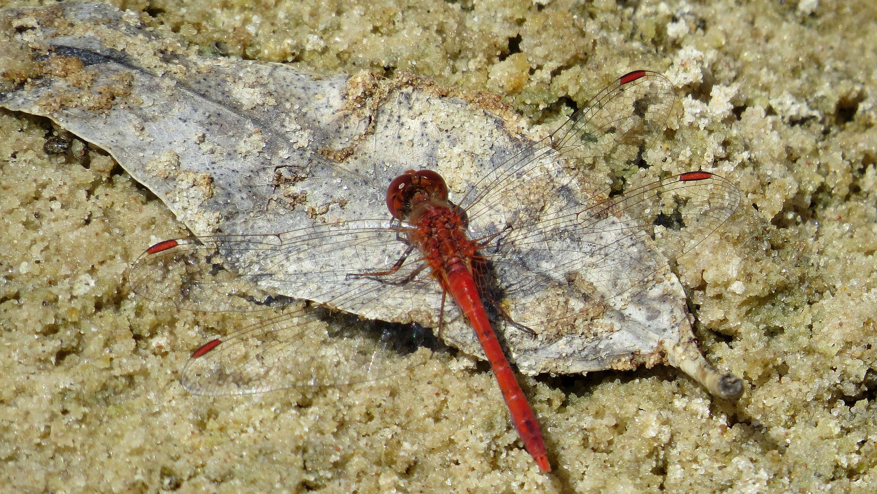 Image of Red Percher Dragonfly