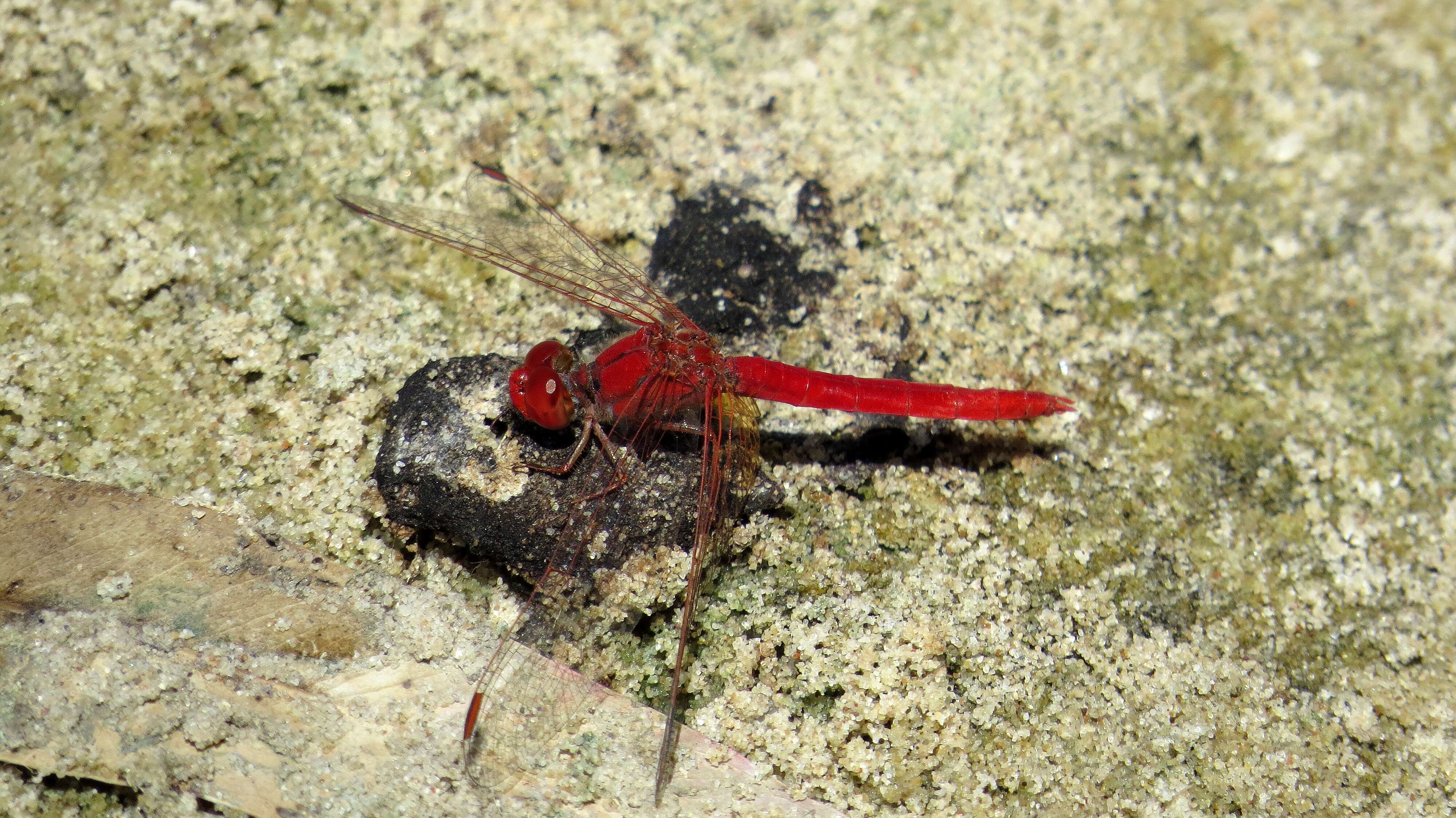 Image of Diplacodes haematodes (Burmeister 1839)