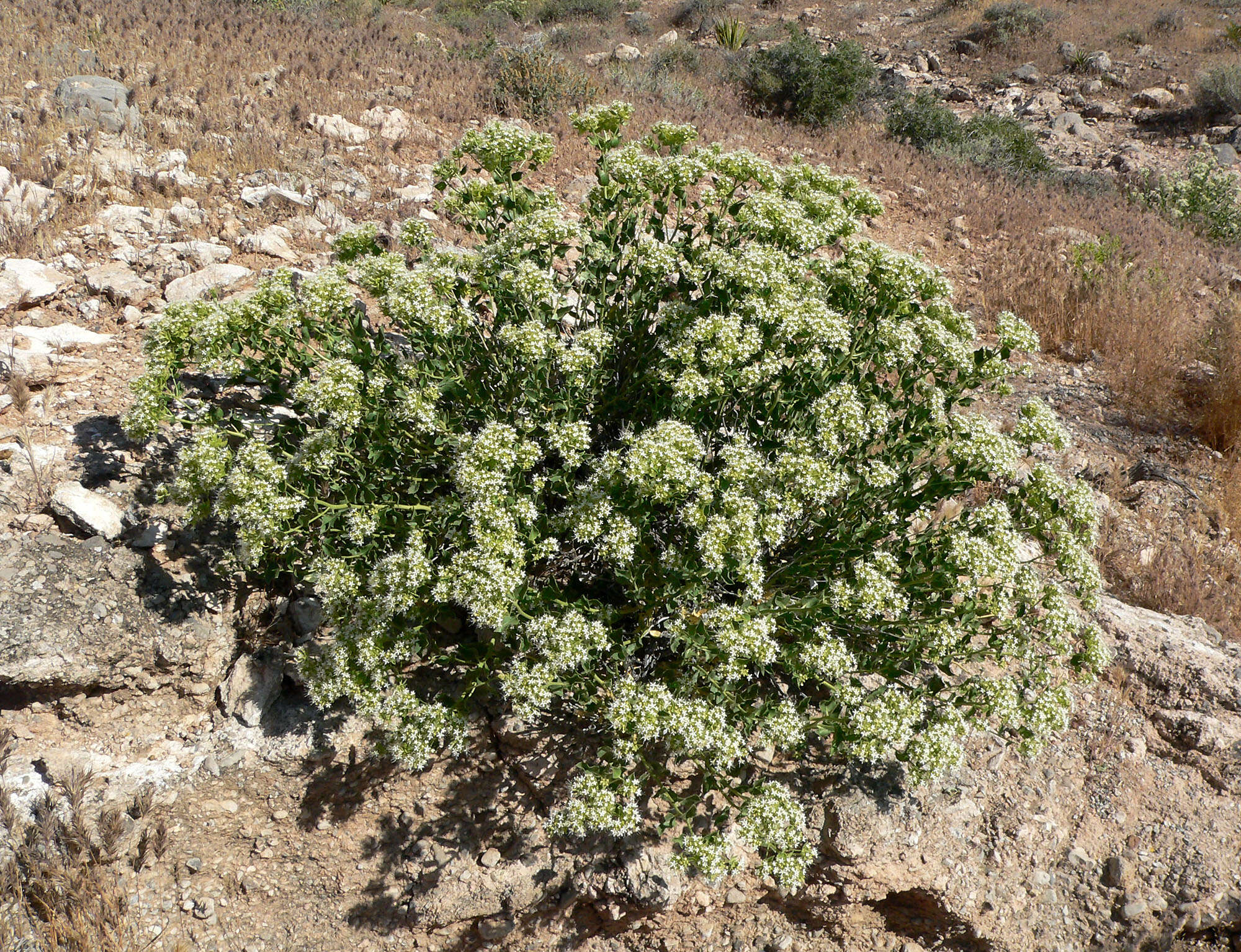 Image of shinyleaf sandpaper plant