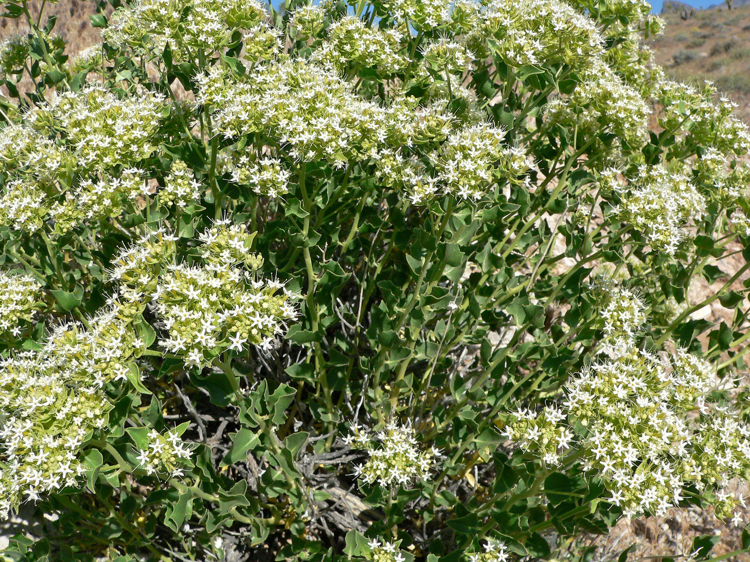 Image of shinyleaf sandpaper plant