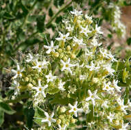 Image of shinyleaf sandpaper plant