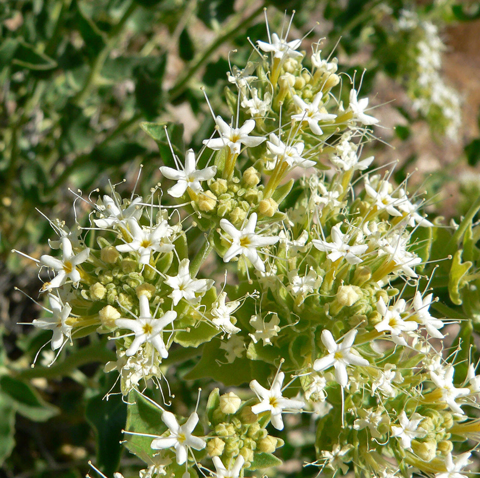 Image of shinyleaf sandpaper plant