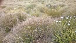 Слика од Chionochloa crassiuscula (Kirk) Zotov