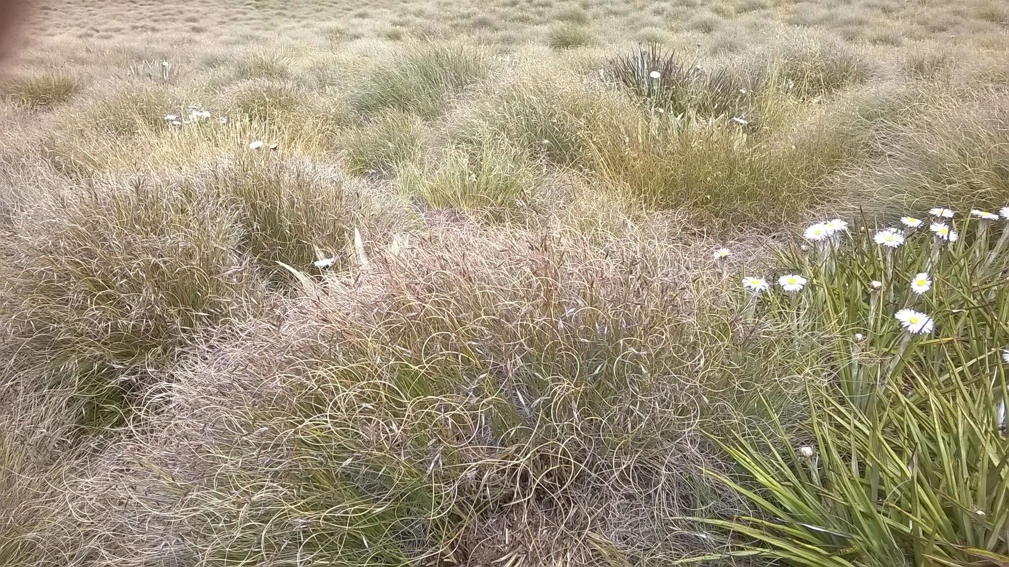 Слика од Chionochloa crassiuscula (Kirk) Zotov