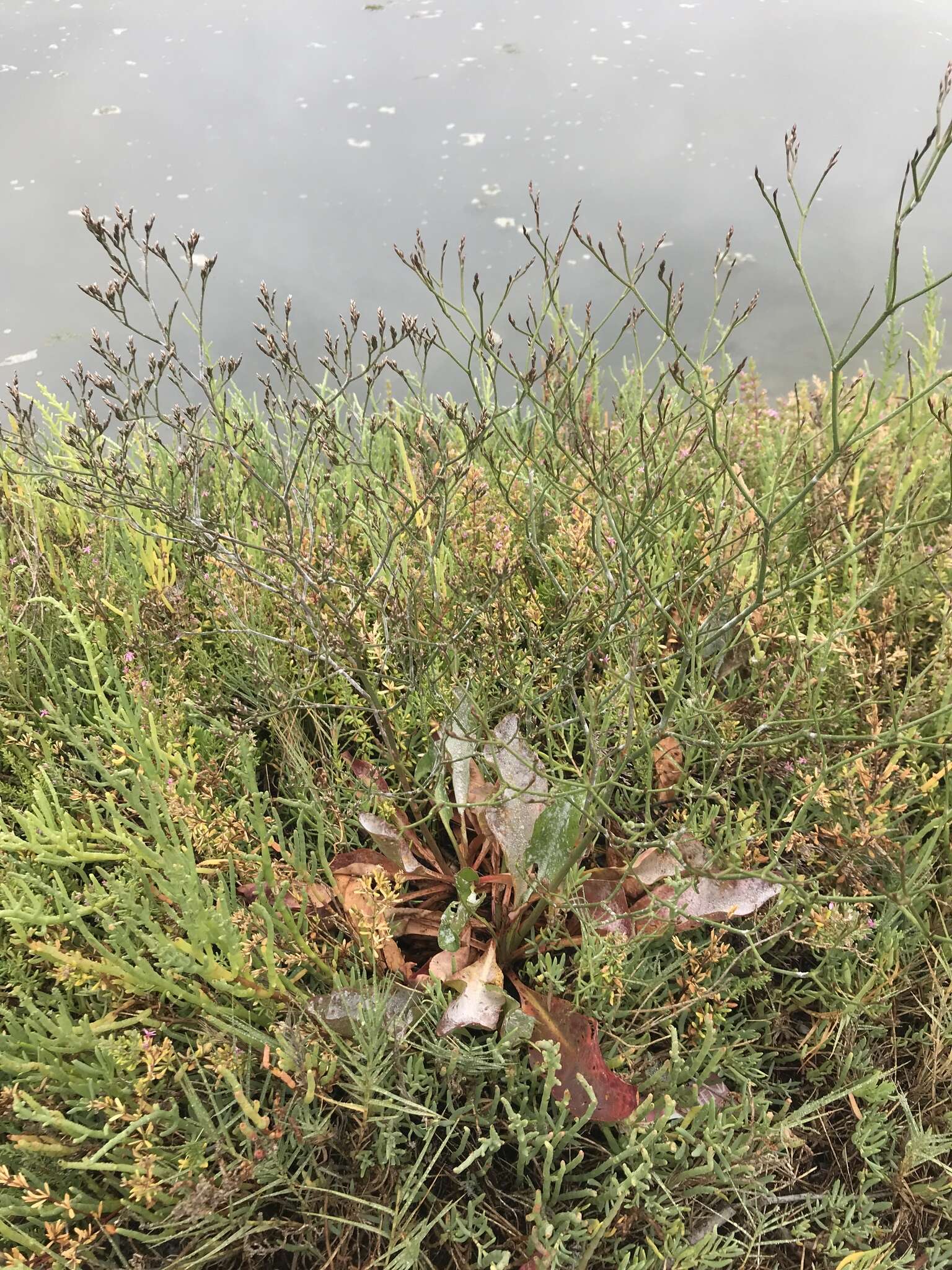 Imagem de Limonium californicum (Boiss.) Heller