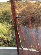 Image of Bangweulu Water Snake