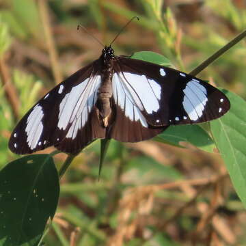 Image de Amauris niavius Linnaeus 1758