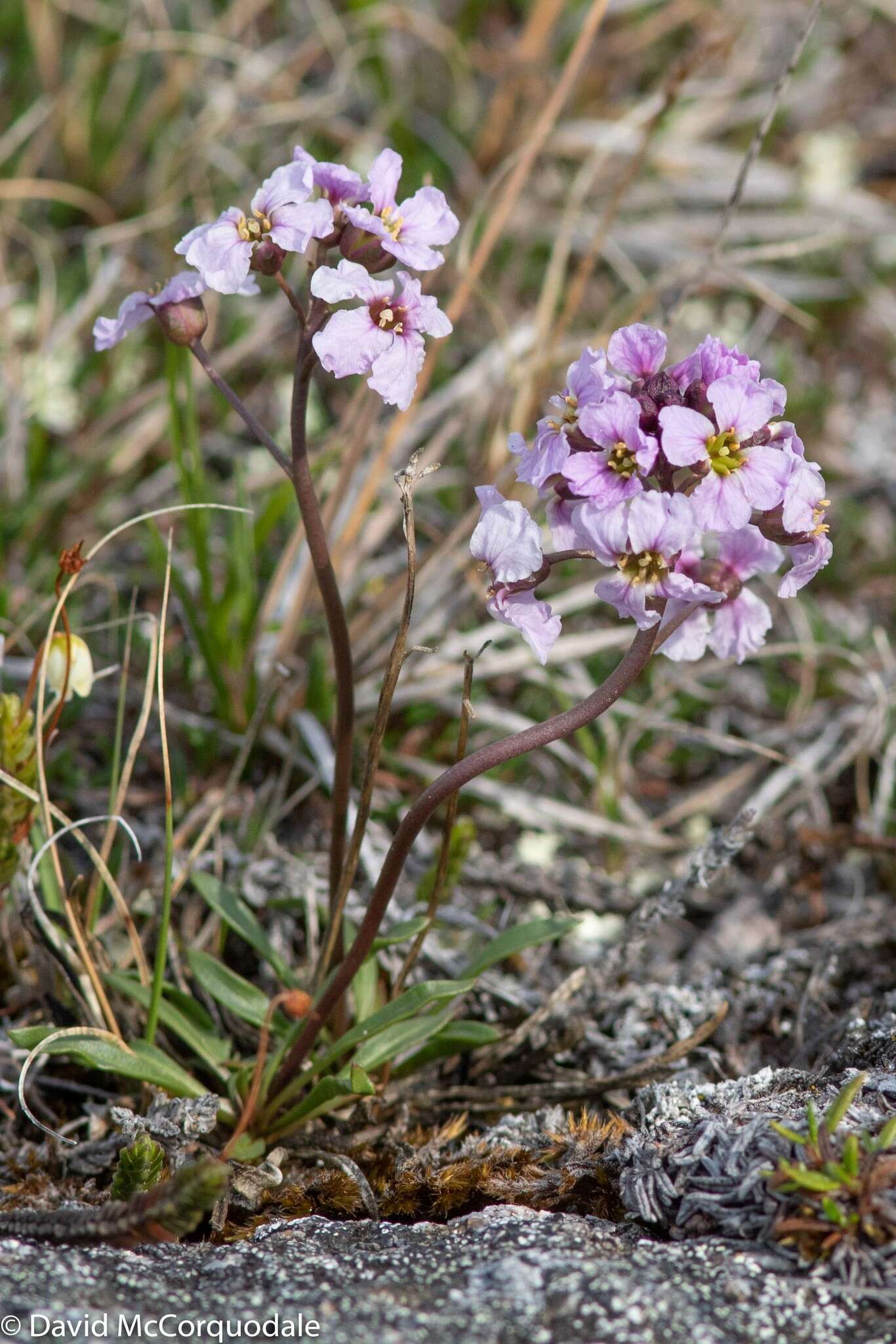 صورة Parrya arctica R. Br.