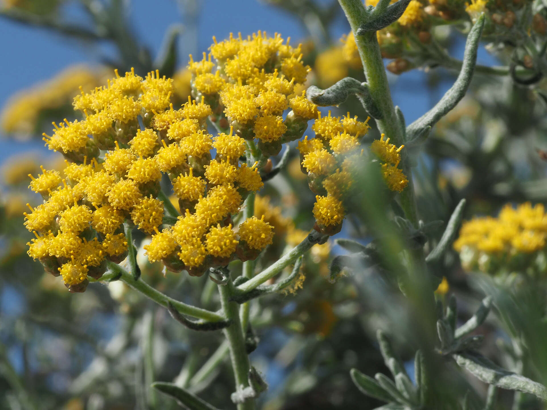 صورة Helichrysum revolutum (Thunb.) Less.