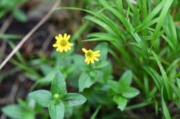 Image of Melampodium montanum Benth.