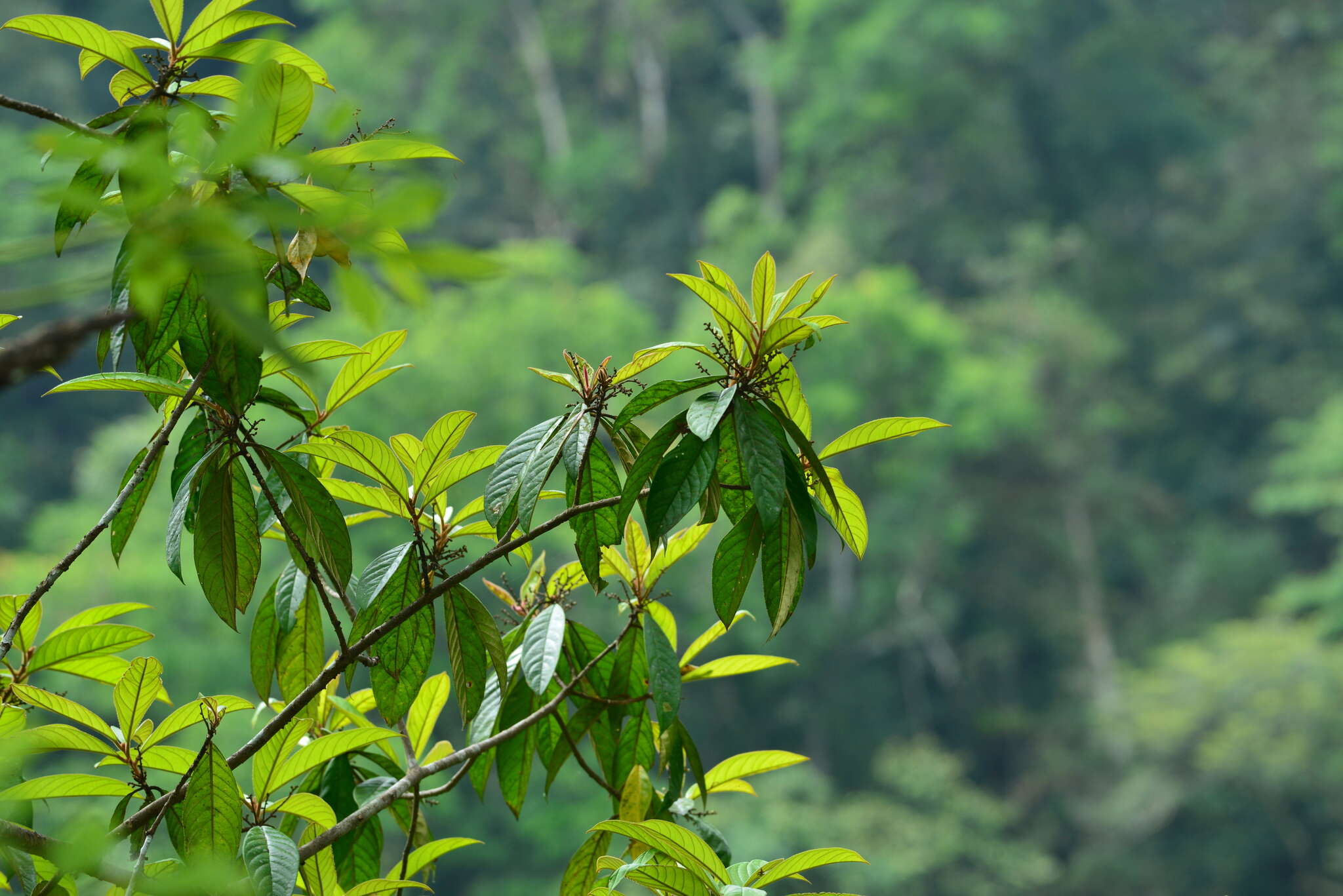 Image of Symplocos cochinchinensis subsp. cochinchinensis