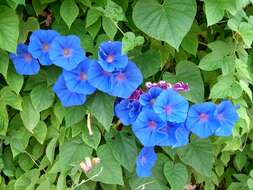 Sivun Ipomoea indica (J. Burman) Merr. kuva