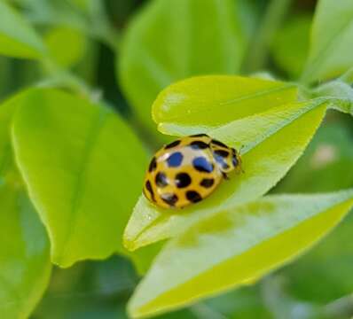 Слика од Harmonia conformis (Boisduval 1835)