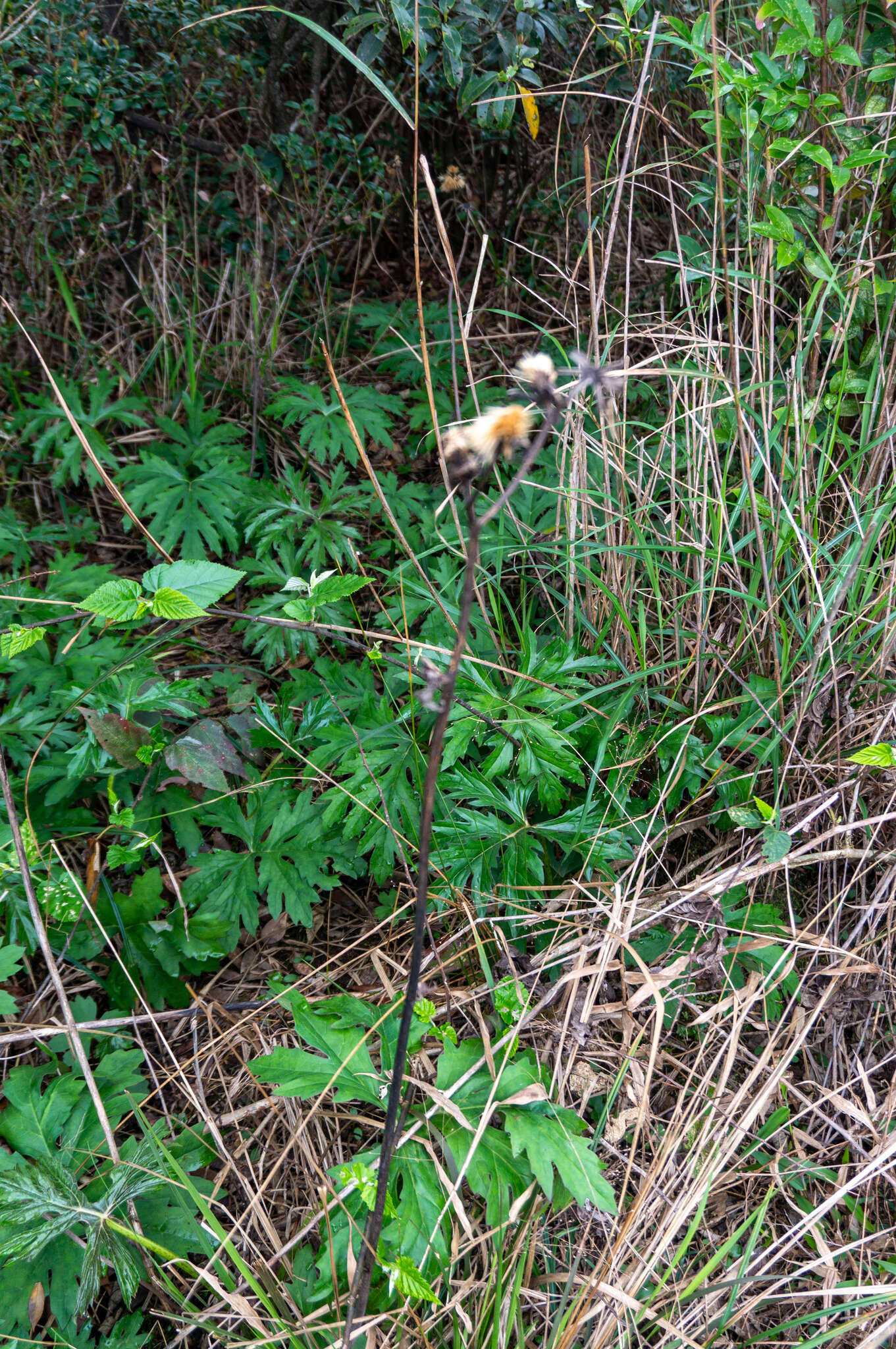 Image of Ligularia japonica (Thunb.) Less.