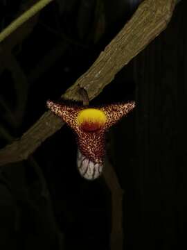 Слика од Aristolochia caulialata C. Y. Wu ex C. Y. Cheng & J. S. Ma