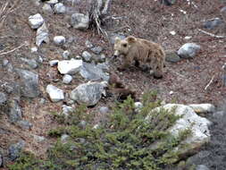 Image of Himalayan brown bear
