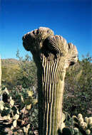 Image of saguaro