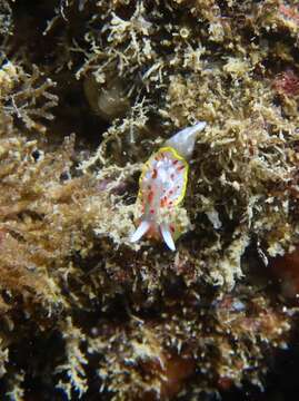 Image of Diaphorodoris papillata Portmann & Sandmeier 1960