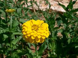 Imagem de Zinnia elegans Jacq.