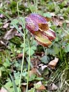 Image of Fritillaria montana Hoppe ex W. D. J. Koch