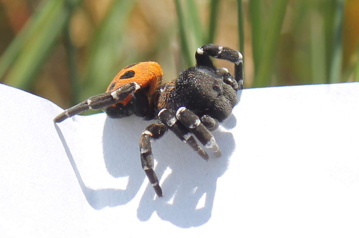 Image of Ladybird spider