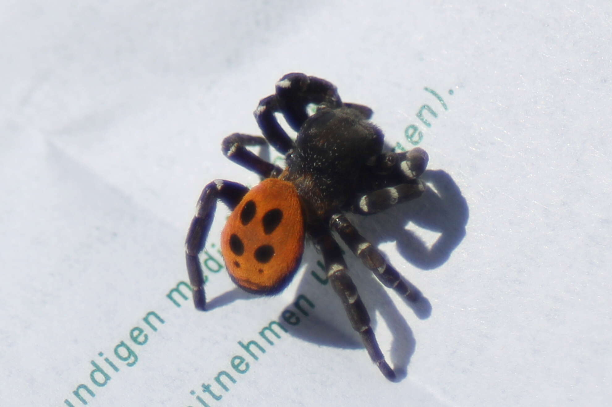 Image of Ladybird spider