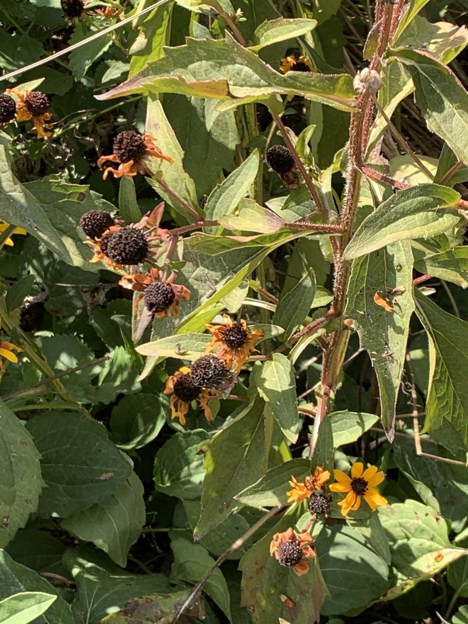 Sivun Rudbeckia hirta var. pulcherrima Farw. kuva