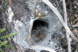 Image of Agelena labyrinthica (Clerck 1757)