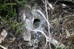 Image of Agelena labyrinthica (Clerck 1757)