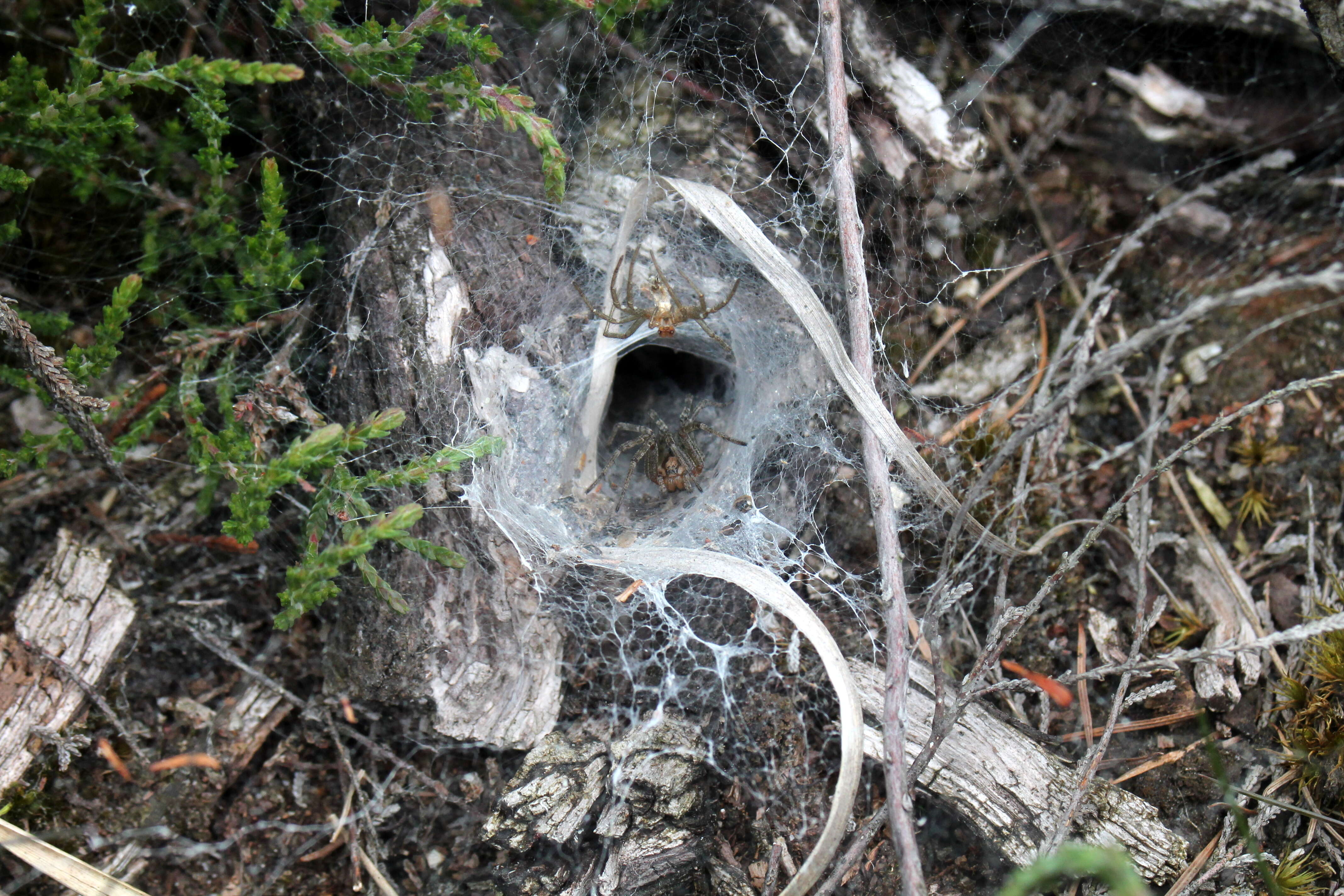 Image of Agelena labyrinthica (Clerck 1757)