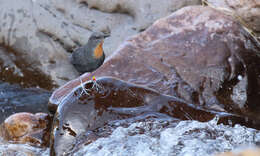 Image of Rufous-throated Dipper