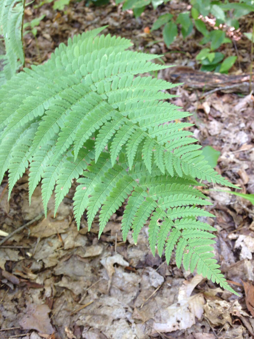 Image of woodfern