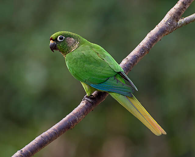 Image of Maroon-bellied Parakeet