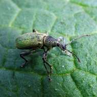 Plancia ëd Phyllobius (Metaphyllobius) pomaceus Gyllenhal 1834