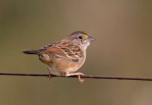 Image de Bruant des savanes