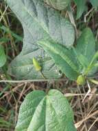 Image of Passiflora cisnana Harms