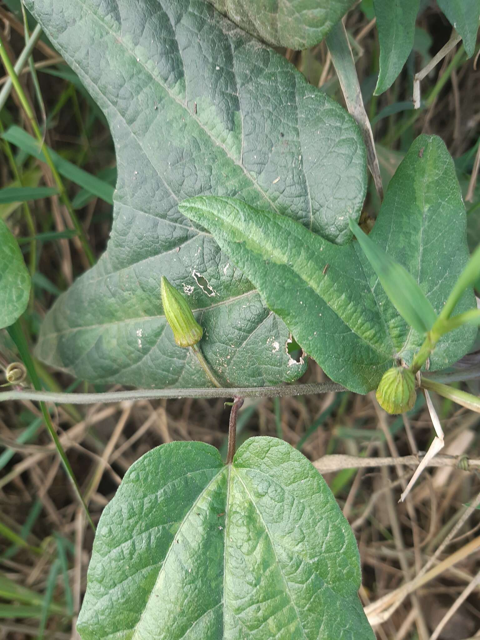 Image of Passiflora cisnana Harms