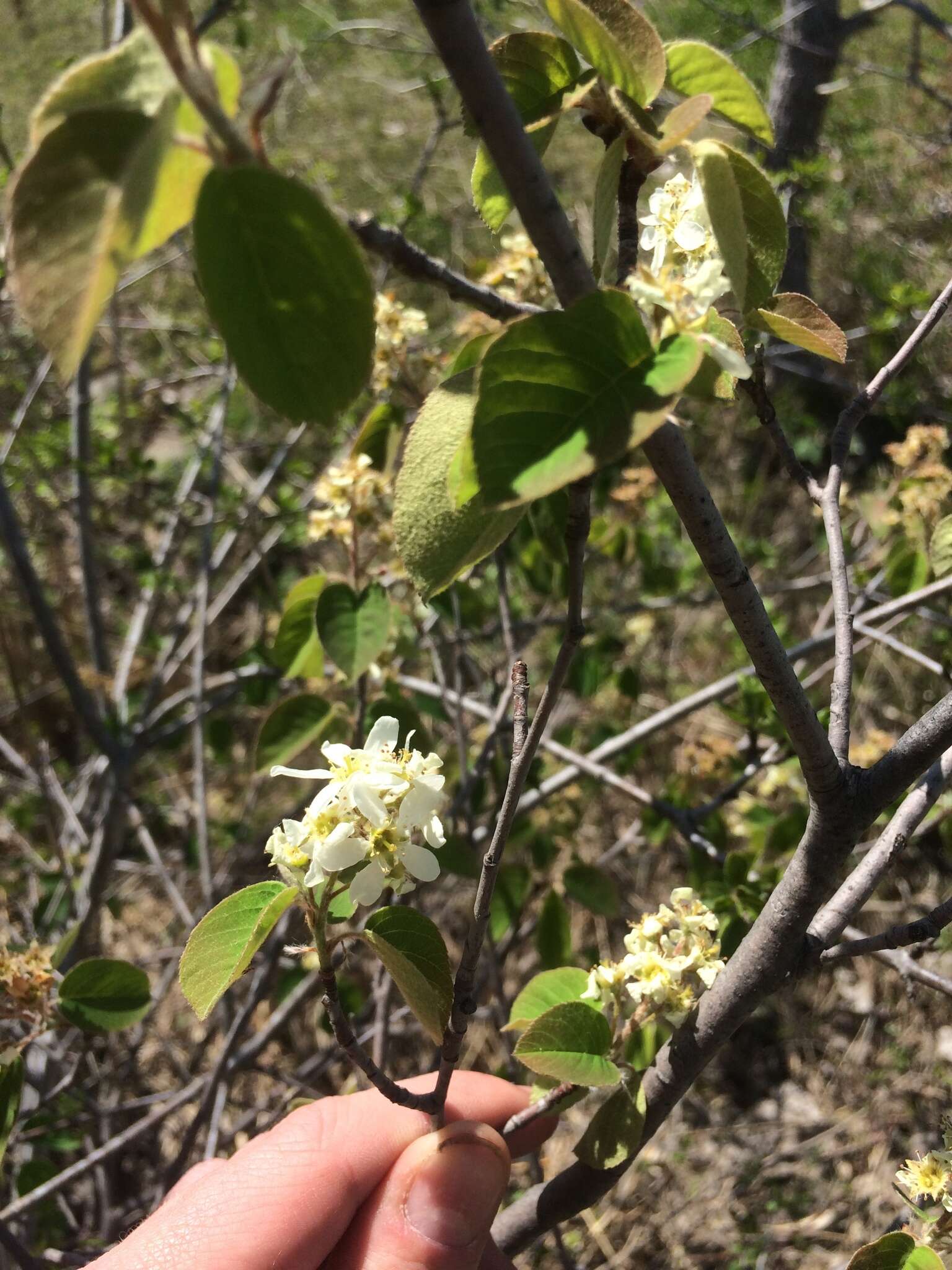 Image de Amelanchier humilis Wiegand